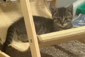 Rescue Domestic Short Hair Cats for Adoption in Sioux City, Iowa - Happy | PetCurious