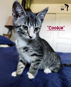Cookie -  Domestic Short Hair Cat for Adoption in Centerville, Utah - Cookie | PetCurious