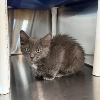 Pentair -  Domestic Medium Hair Cat for Adoption in Spanish Fork, Utah - Pentair | PetCurious