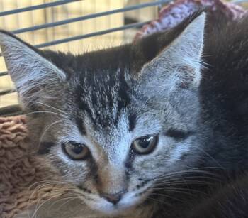 Rescue Domestic Short Hair Cats for Adoption in Napa, California - Tilly | PetCurious