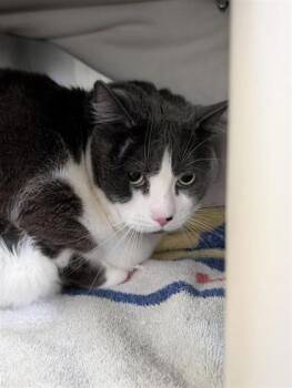 Stitch -  Domestic Short Hair Cat for Adoption in Montreal, Quebec - Stitch | PetCurious