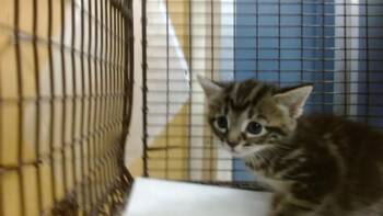 JUMIPER -  Domestic Short Hair Cat for Adoption in Doral, Florida - JUMIPER | PetCurious
