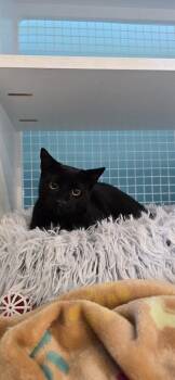 Domestic Short Hair Cats Available for Adoption - Binx | PetCurious