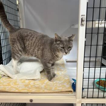 Domestic Short Hair Cats Available for Adoption in Sarasota, Florida - Baby Doll | PetCurious