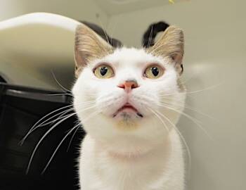 Rescue Domestic Short Hair Cats for Adoption in Cleveland, Ohio - Pretty Kitty | PetCurious