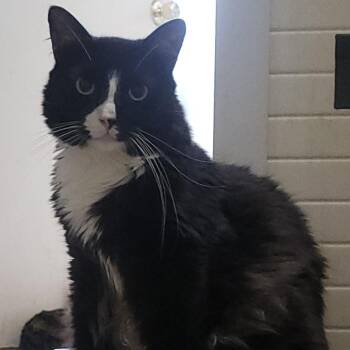 Bambi -  Domestic Medium Hair Cat for Adoption in Long Beach, California - Bambi | PetCurious