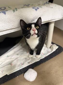 Domestic Short Hair Cats Available for Adoption in Boston, Massachusetts - TERMS | PetCurious