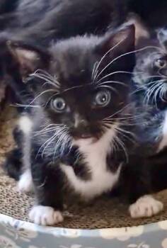 Rescue Domestic Short Hair Cats for Adoption in Port Washington, Wisconsin - Ruby | PetCurious