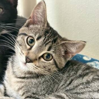 Bo-Peep -  Domestic Short Hair Cat for Adoption in Springfield, Illinois - Bo-Peep | PetCurious