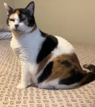 Rescue Domestic Short Hair Cats for Adoption in Hoover, Alabama - Callie | PetCurious