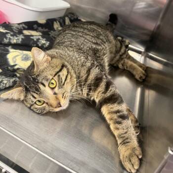 Bramble -  Domestic Short Hair Cat for Adoption in Spokane, Washington - Bramble | PetCurious
