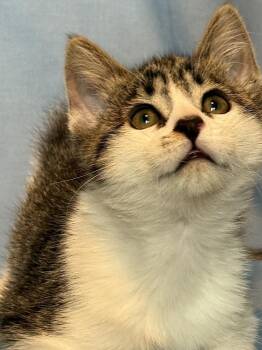 Gilligan -  Domestic Short Hair Cat for Adoption in Green Valley, Arizona - Gilligan | PetCurious