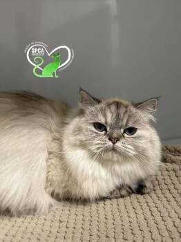 JOSEPHINE -  Domestic Long Hair Cat for Adoption in Delson, Quebec - JOSEPHINE | PetCurious
