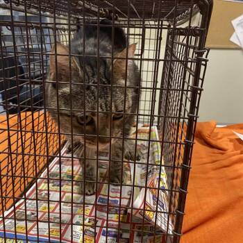 Rescue Domestic Short Hair Cats for Adoption in Modesto, California - A603805 | PetCurious