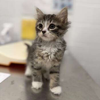Sycamore -  Domestic Medium Hair Cat for Adoption in Sarasota, Florida - Sycamore | PetCurious