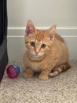 Traffic Cone -  Domestic Short Hair Cat for Adoption in Cincinnati, Ohio - Traffic Cone | PetCurious