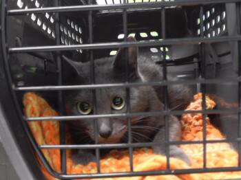 EVA STRATT -  Domestic Short Hair Cat Available for Adoption in Omaha, Nebraska - EVA STRATT | PetCurious