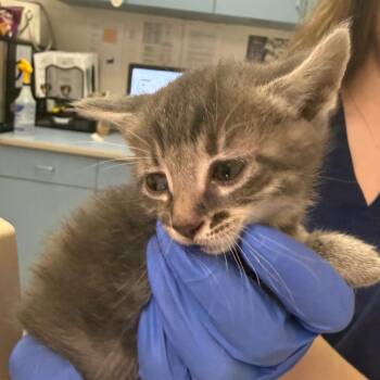 Domestic Short Hair Cats Available for Adoption in Charleston, West Virginia - She | PetCurious