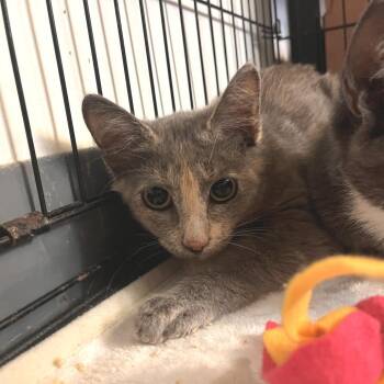 Willie -  Domestic Short Hair Cat for Adoption in Salisbury, Massachusetts - Willie | PetCurious
