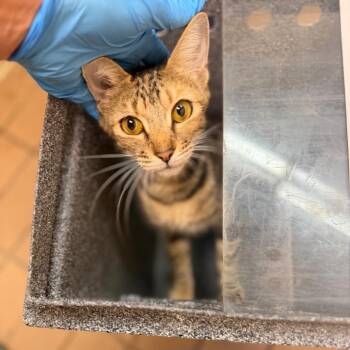 Venus -  Domestic Short Hair Cat for Adoption in Birmingham, Alabama - Venus | PetCurious