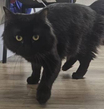 Gene -  Domestic Medium Hair Cat for Adoption in Fremont, Nebraska - Gene | PetCurious