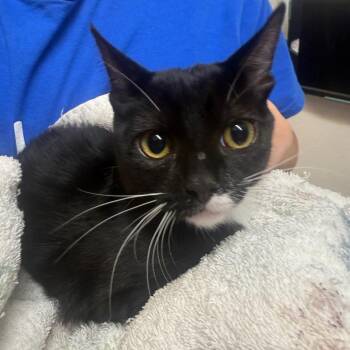 Bashful -  Domestic Short Hair Cat for Adoption in Fort Bragg, California - Bashful | PetCurious