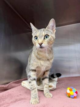 Jahayra -  Domestic Short Hair Cat for Adoption in Pomona, New York - Jahayra | PetCurious