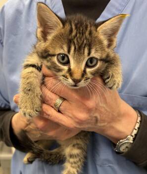 Domestic Short Hair Cats Available for Adoption - Farmall | PetCurious