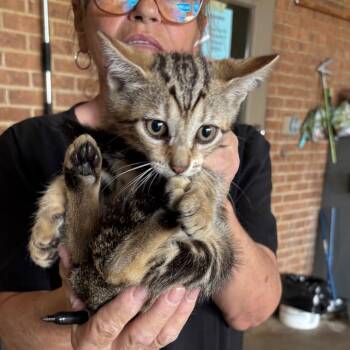 Baha -  Domestic Short Hair Cat for Adoption in Birmingham, Alabama - Baha | PetCurious