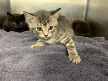 PANINI -  Domestic Short Hair Cat for Adoption in Grand Prairie, Texas - PANINI | PetCurious