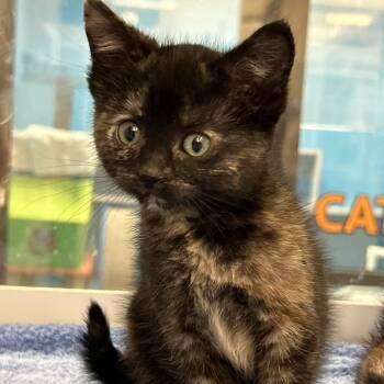 Jane Spofford -  Domestic Short Hair Cat for Adoption in Cheyenne, Wyoming - Jane Spofford | PetCurious