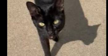 Willow Fern Loganne Gov. -  Domestic Short Hair Cat for Adoption in West Peoria, Illinois - Willow Fern Loganne Gov. | PetCurious