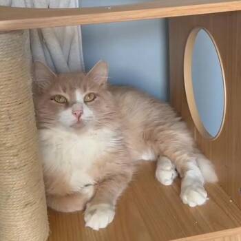 Curley -  Domestic Medium Hair Cat for Adoption in Butler, Pennsylvania - Curley | PetCurious