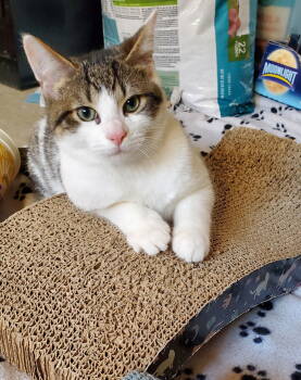 Rescue Domestic Short Hair and Tabby Cats for Adoption in Traverse City, Michigan - Edward | PetCurious