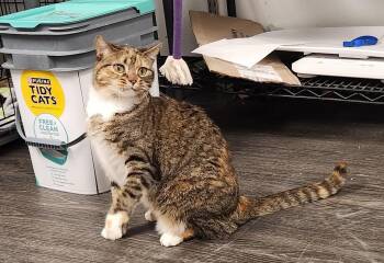 Mina -  Domestic Short Hair Cat for Adoption in Herndon, Virginia - Mina | PetCurious