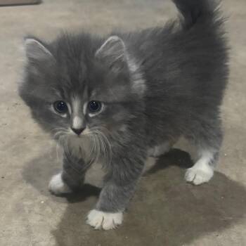 Domestic Short Hair Cats Available for Adoption in Union City, Pennsylvania - Chaos | PetCurious