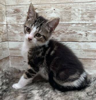 Domestic Short Hair Cats Available for Adoption in Lexington, Kentucky - Earl | PetCurious
