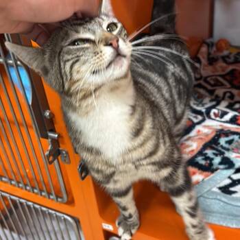 Domestic Short Hair Cats Available for Adoption in Morgan Hill, California - Barbacoa | PetCurious