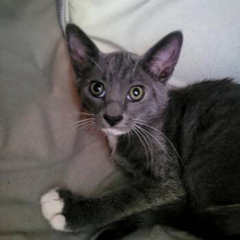 Hawaii -  Domestic Short Hair Cat for Adoption in Belfair, Washington - Hawaii | PetCurious