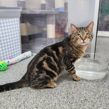 Rescue Domestic Short Hair Cats for Adoption in Monroe, Michigan - Chase | PetCurious