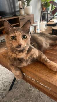 Rescue Domestic Medium Hair Cats for Adoption in Abbotsford, British Columbia - Sweetness | PetCurious
