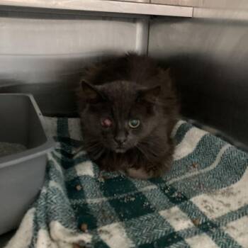 Iris -  Domestic Long Hair Cat for Adoption in West Des Moines, Iowa - Iris | PetCurious