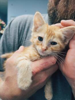 Acorn -  Domestic Medium Hair Cat for Adoption in Okmulgee, Oklahoma - Acorn | PetCurious