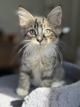 Rescue Domestic Medium Hair Cats for Adoption in Manhattan, Illinois - Wallace | PetCurious