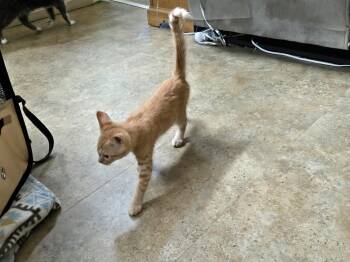 Rescue Domestic Short Hair Cats for Adoption in Marion, North Carolina - Mango | PetCurious