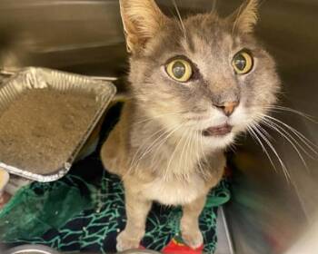 EEKO -  Domestic Short Hair Cat for Adoption in Tustin, California - EEKO | PetCurious
