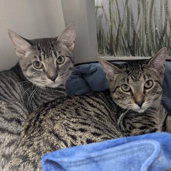 Jimmy and John (Bonded pair) -  Domestic Short Hair Cat for Adoption in Fenton, Michigan - Jimmy And John (Bonded Pair) | PetCurious