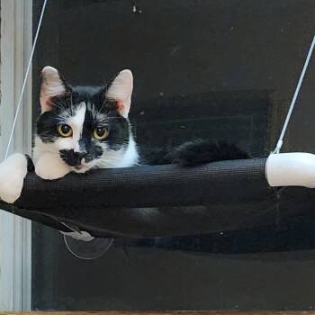 Moo -  Domestic Short Hair Cat for Adoption in Carmel, Indiana - Moo | PetCurious