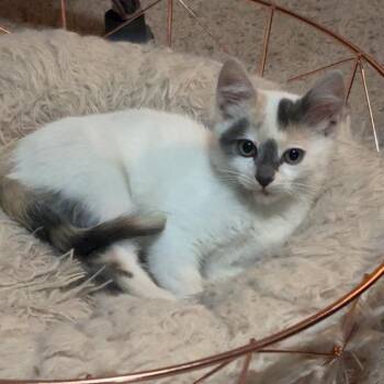 Callie 22806 -  Domestic Short Hair Cat for Adoption in Minneapolis, Minnesota - Callie 22806 | PetCurious