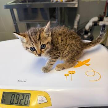 Challah -  Domestic Short Hair Cat for Adoption in Mt. Juliet, Tennessee - Challah | PetCurious